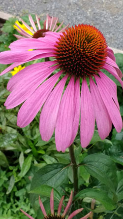 Echinacea